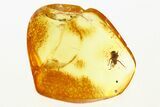Detailed Fossil Cicada (Auchenorrhyncha) Nymph In Baltic Amber #288596-1